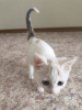 Котёнок девочка в добрые руки
