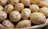 Продам картофель
