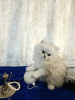 Продажа персидских котят